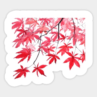 red maple leaves watercolor painting 2 Sticker